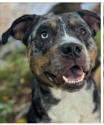 Lost Male Dog last seen hwy 901- berryhill , Edgemoor, SC 29712