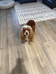 Reunited Male Dog last seen County Rd 5 and Rue De Trust, Erie, CO 80516