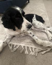 Reunited Female Dog last seen Kyrene and ray rd, Tempe, AZ 85284