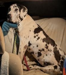 Reunited Female Dog last seen hwy old 60 wilkesboro,nc 28697, Wilkesboro, NC 28697