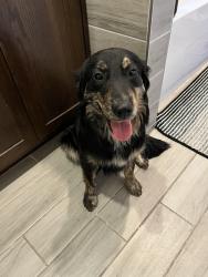 Found/Stray Female Dog last seen Constitution dr and bunker blvd , Watauga, TX 76148