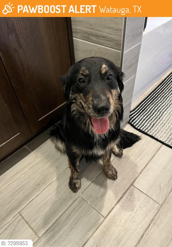 Found/Stray Female Dog last seen Constitution dr and bunker blvd , Watauga, TX 76148