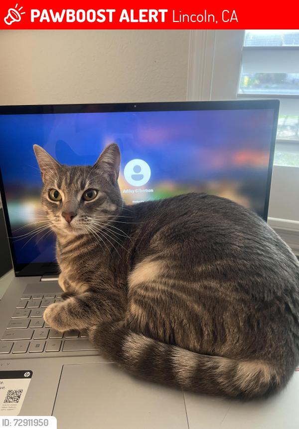 Lost Female Cat last seen Ibis court, Floradale , Lincoln, CA 95648