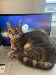 Lost Female Cat last seen Ibis court, Floradale , Lincoln, CA 95648