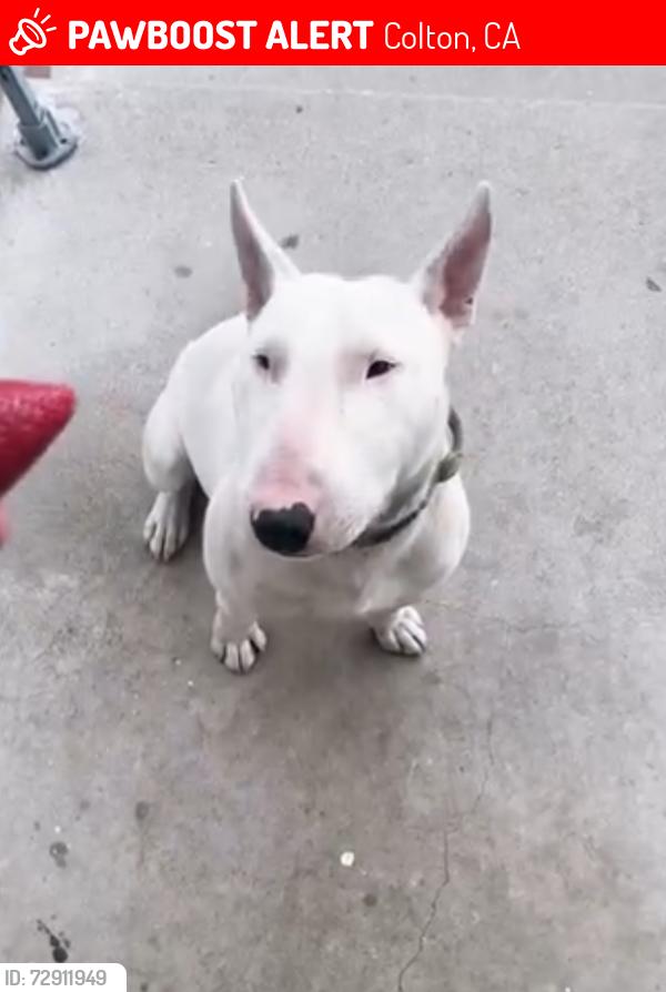 Lost Male Dog last seen Mt Vernon & 9th street, Colton, CA 92324
