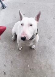 Lost Male Dog last seen Mt Vernon & 9th street, Colton, CA 92324