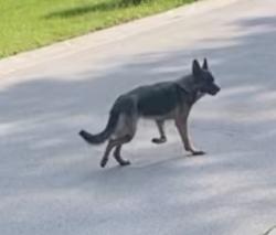 Found/Stray Unknown Dog last seen Brinker and goose lake drive, Barrington, IL 60010