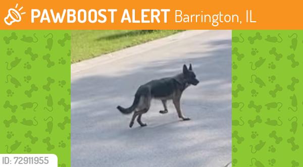 Found/Stray Unknown Dog last seen Brinker and goose lake drive, Barrington, IL 60010