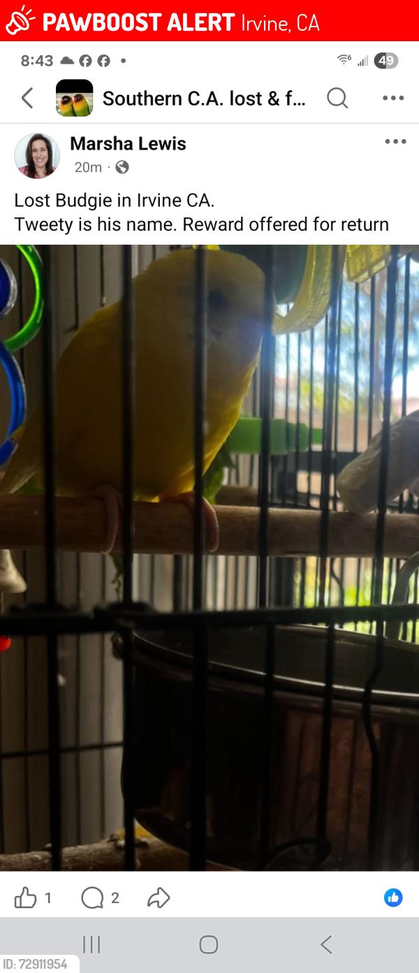 Lost Male Bird last seen Jeffrey/Hideaway, Irvine, CA 92620
