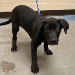 Shelter Stray Male Dog last seen , Memphis, TN 38133