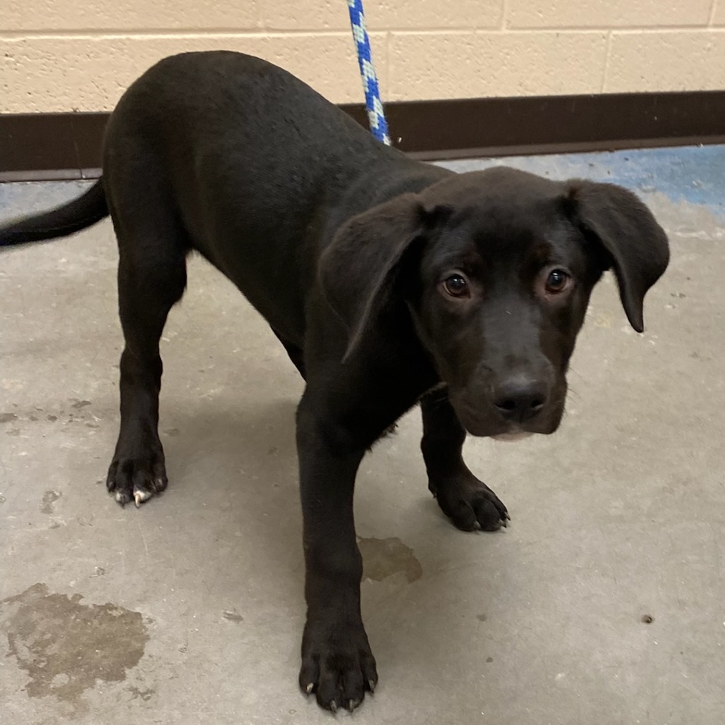 Shelter Stray Male Dog last seen , Memphis, TN 38133
