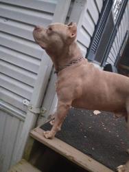 Reunited Male Dog last seen KOA campground , Hiawassee, GA 30546