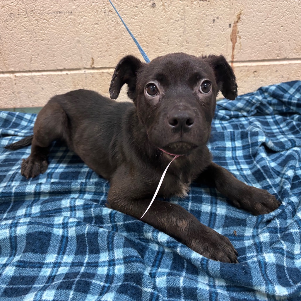 Shelter Stray Female Dog last seen , Memphis, TN 38133