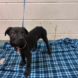 Shelter Stray Female Dog last seen , Memphis, TN 38133