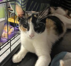 Found/Stray Female Cat last seen 3rd and Julian, San Jose, CA 95112