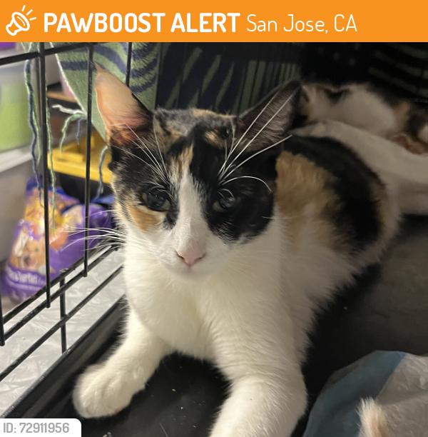 Found/Stray Female Cat last seen 3rd and Julian, San Jose, CA 95112