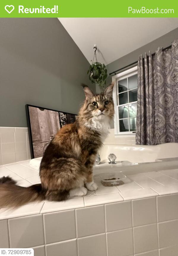 Reunited Female Cat last seen Hutchinson Dr, Princeton, NJ 08540
