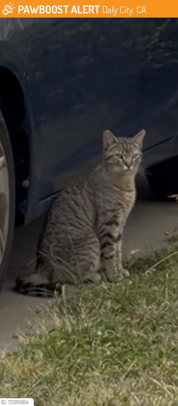 Found/Stray Unknown Cat last seen Skyline dr , Daly City, CA 94015