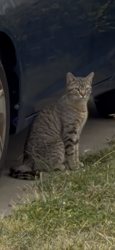 Found/Stray Unknown Cat last seen Skyline dr , Daly City, CA 94015