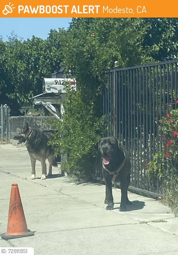 Found/Stray Male Dog last seen The nearby church, Modesto, CA 95351