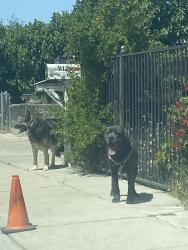 Found/Stray Male Dog last seen The nearby church, Modesto, CA 95351