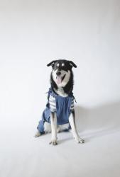 Reunited Male Dog last seen Near n grove st , Elgin, IL 60120