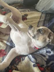 Reunited Female Dog last seen Near Estara Ave, Glassell Park, CA 90065, USA, Los Angeles, CA 90065