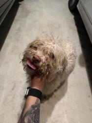 Reunited Male Dog last seen Hunters Ranch, San Antonio, TX 78245