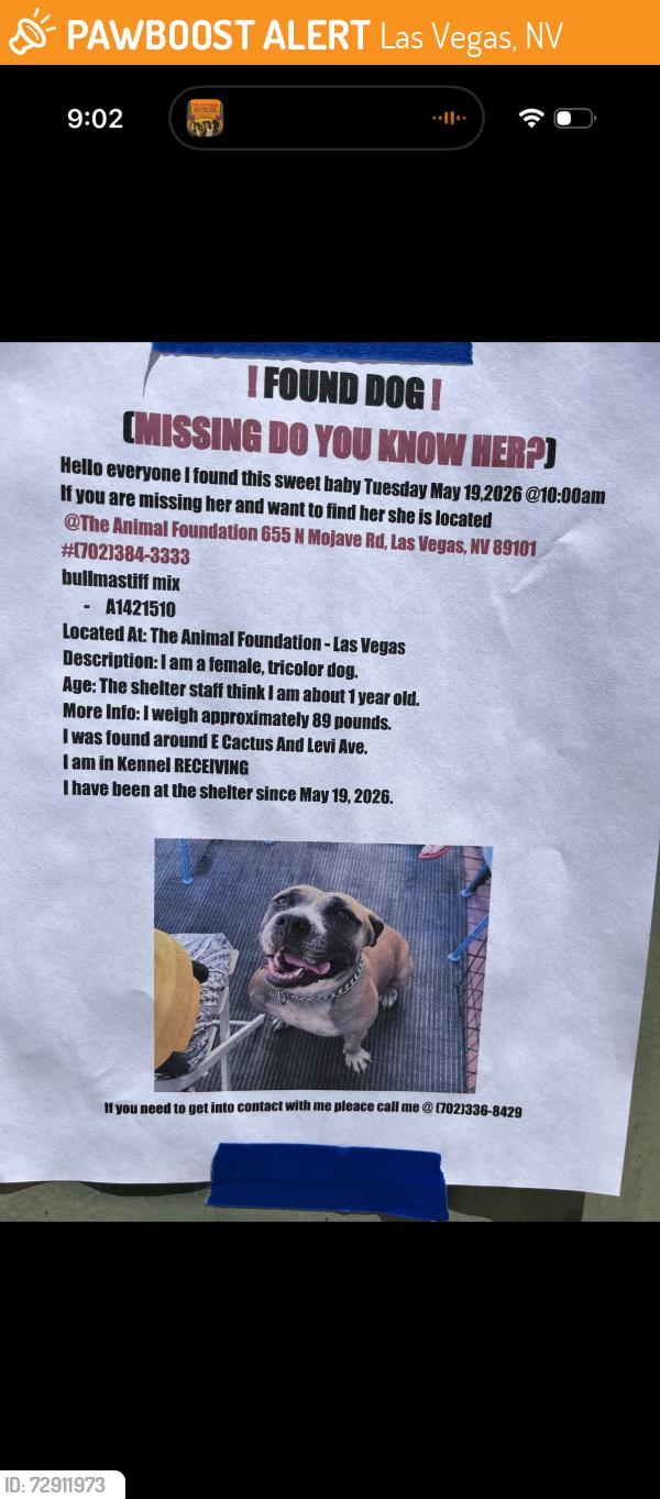 Found/Stray Female Dog last seen Cactus & Levi 89183, Las Vegas, NV 89183