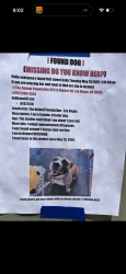 Found/Stray Female Dog last seen Cactus & Levi 89183, Las Vegas, NV 89183