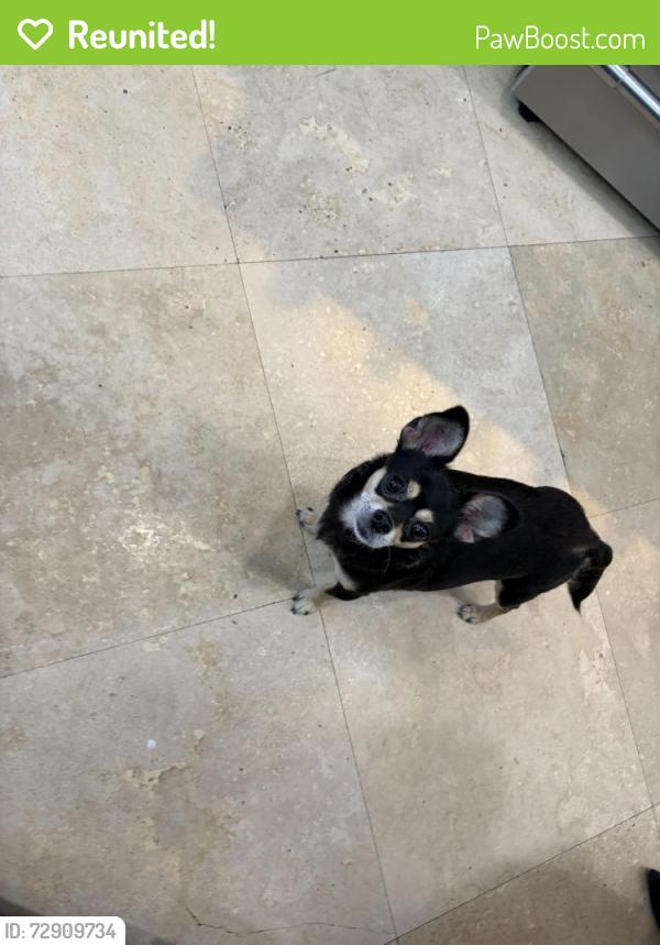 Reunited Female Dog last seen 14th avenue by Holiday Park , Fort Lauderdale, FL 33301