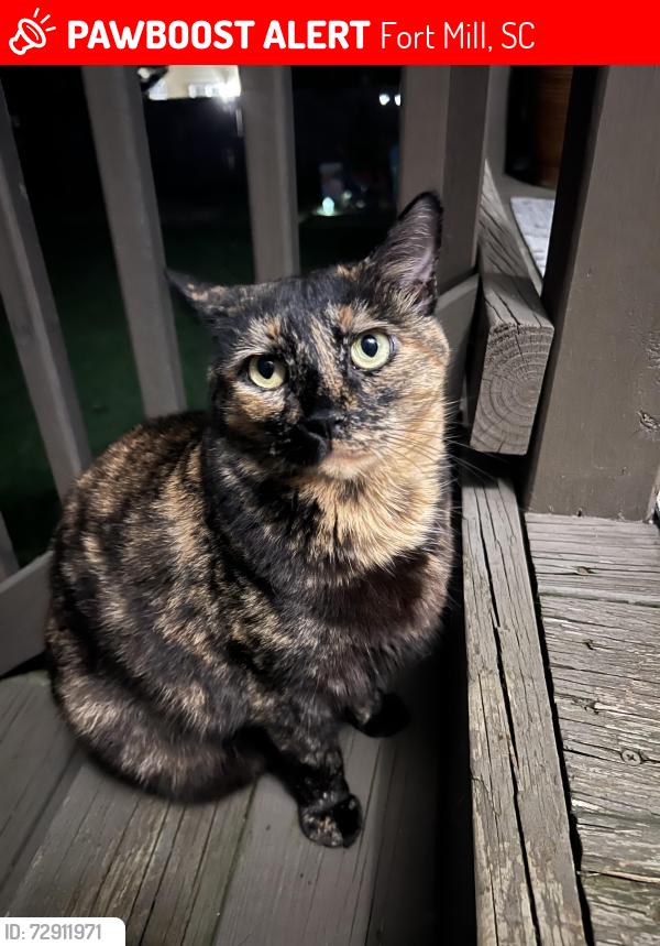 Lost Female Cat last seen York Southern Rd, Steele Meadows, Fort Mill, SC 29715