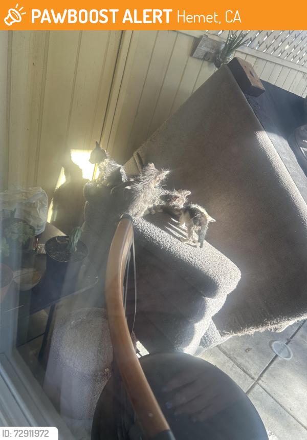 Found/Stray Unknown Cat last seen Kirby , Hemet, CA 92545