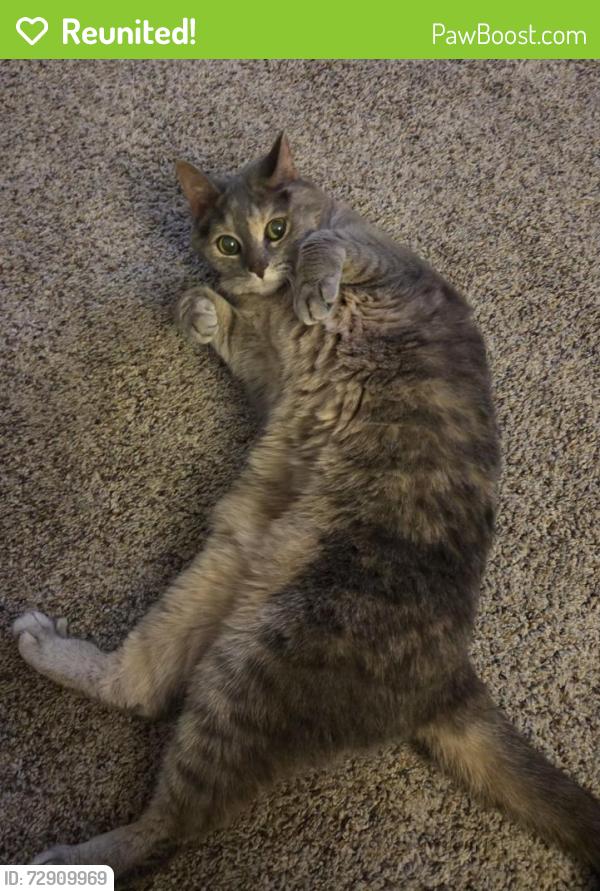 Reunited Female Cat last seen St Matthew's Episcopal Church on Talmadge Rd , Toledo, OH 43623