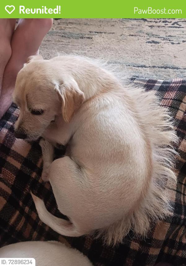 Reunited Male Dog last seen Bird farm rd and ramona ave, Chino Hills, CA 91709
