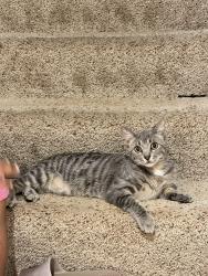 Reunited Male Cat last seen Tahoe Cir, Woodbury, MN 55125