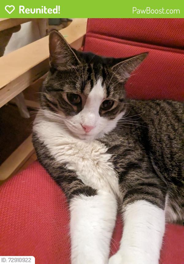 Reunited Male Cat last seen Smith street and Ardmore Ave, Providence, RI 02908