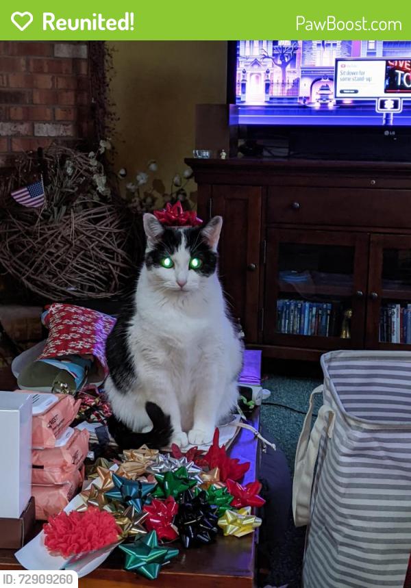 Reunited Female Cat last seen Overlook Drive Advance NC, Davie County, NC 27006