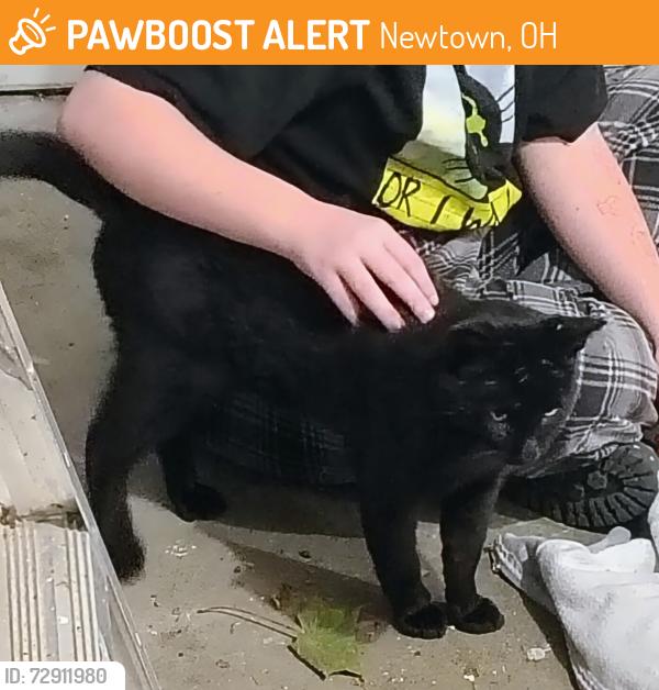 Found/Stray Unknown Cat last seen SR32 AND RIVER HILLS , Newtown, OH 45244