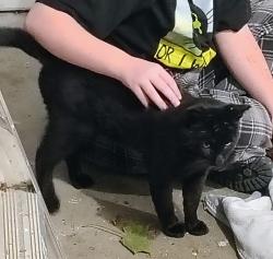 Found/Stray Unknown Cat last seen SR32 AND RIVER HILLS , Newtown, OH 45244
