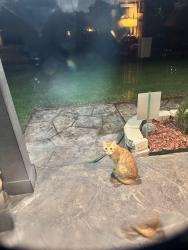 Found/Stray Unknown Cat last seen Circle Dr, North Richland Hills, TX 76180