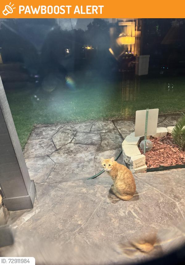 Found/Stray Unknown Cat last seen Circle Dr, North Richland Hills, TX 76180