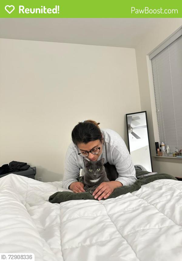 Reunited Male Cat last seen Ridgefield parkway and John Rolfe , Richmond, VA 23238