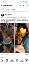 Reunited Male Dog last seen Sw 19th street OKC ok , Oklahoma City, OK 73108