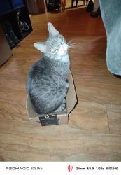 Reunited Female Cat last seen Costco and Sams Club, Denver, CO 80123