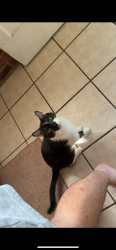 Lost Male Cat last seen Dale Ave and Louisville Ave. Near Studio 89 Salon, St. Louis, MO 63139