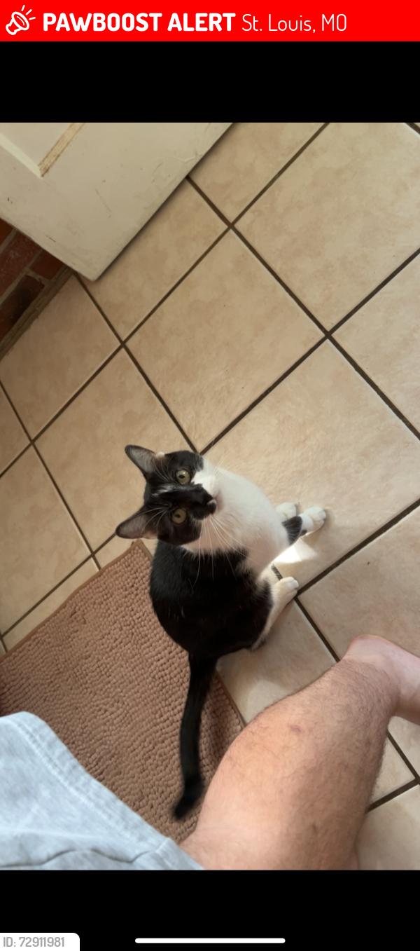 Lost Male Cat last seen Dale Ave and Louisville Ave. Near Studio 89 Salon, St. Louis, MO 63139