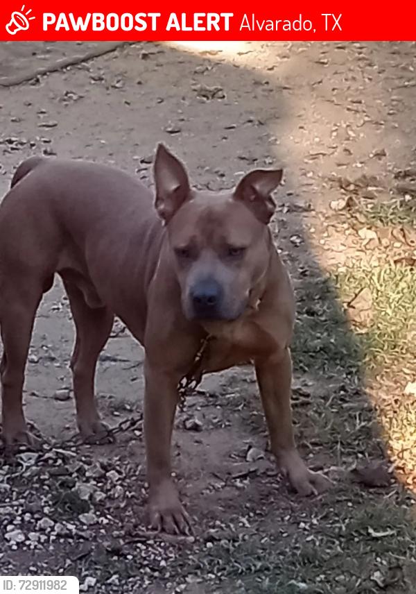 Lost Male Dog last seen VFW, Alvarado, TX 76009