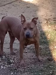 Lost Male Dog last seen VFW, Alvarado, TX 76009