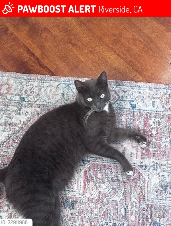 Lost Male Cat last seen Bergamot Park, Wood Rd, Riverside, CA 92508